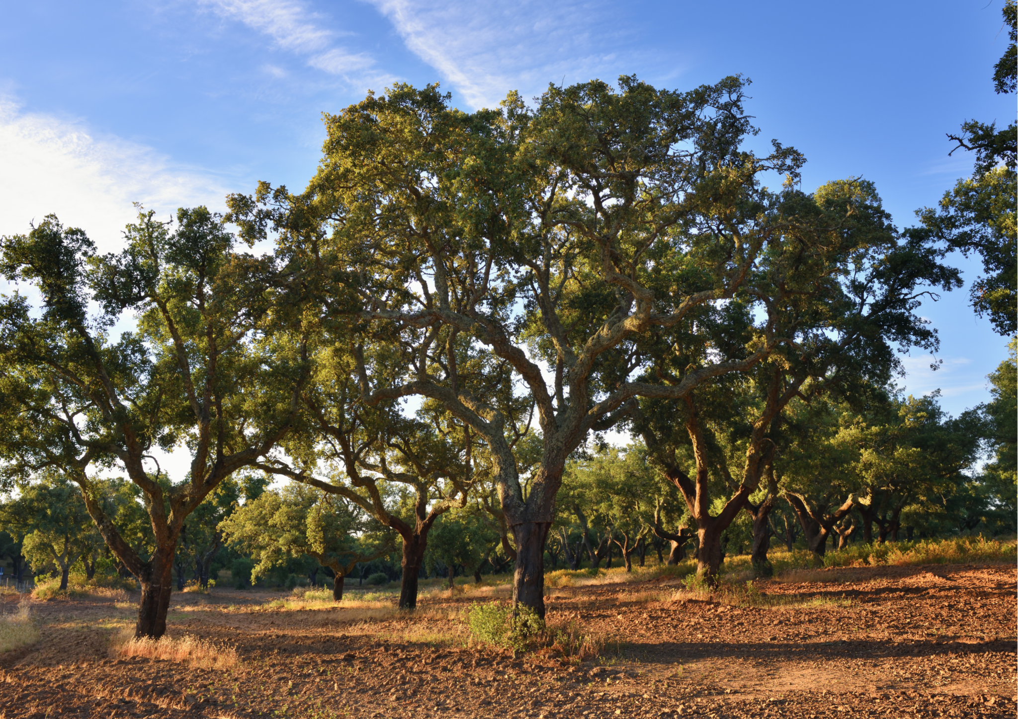 The Origin and History of Cork – Simplified Chronology.