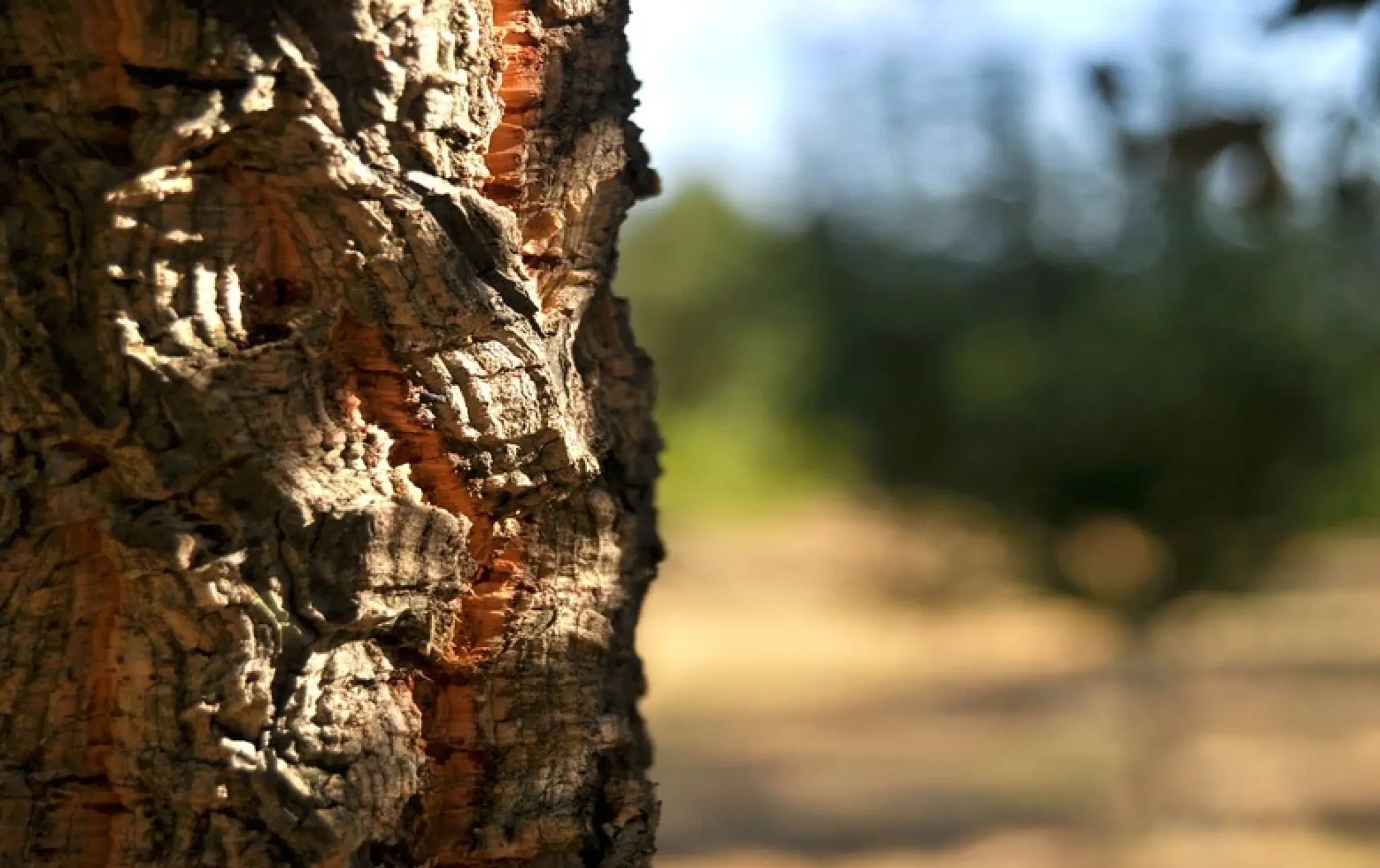 Cork Oak Forest – Trends and Challenges.